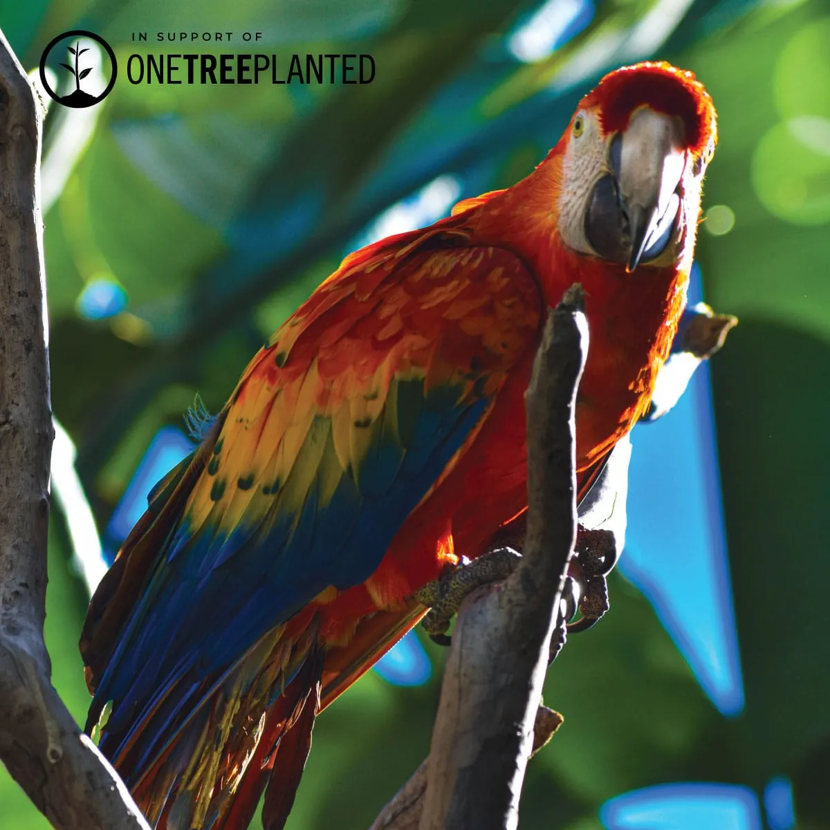 Macaw Links | Mini Kismet Bracelet | Spectrum x Silver