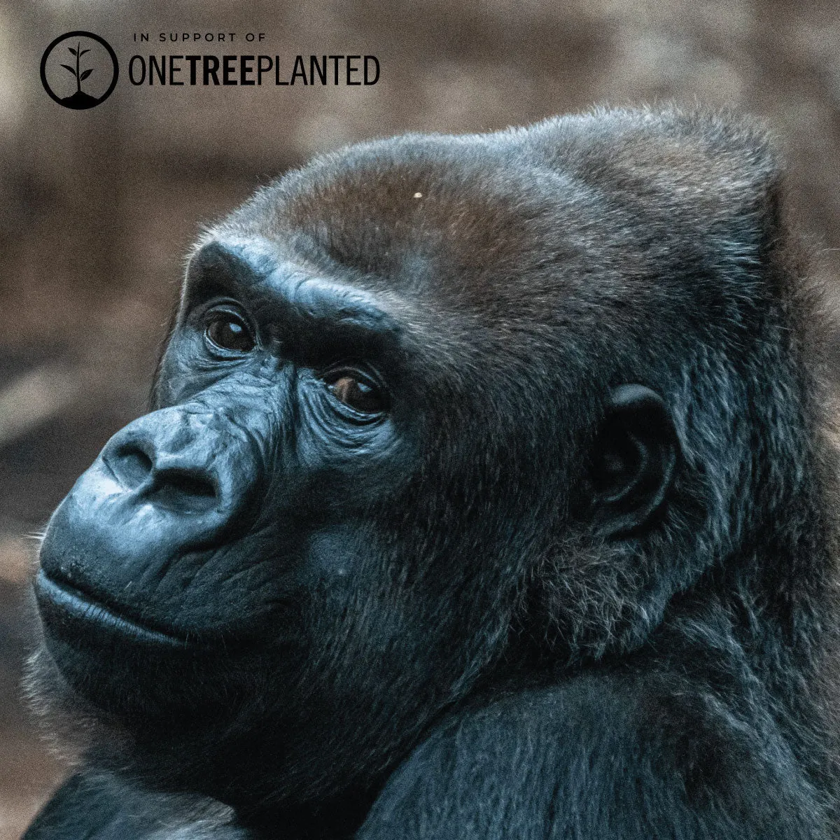 Mountain Gorilla Links | Mini Kismet Bracelet | Black x Gunmetal