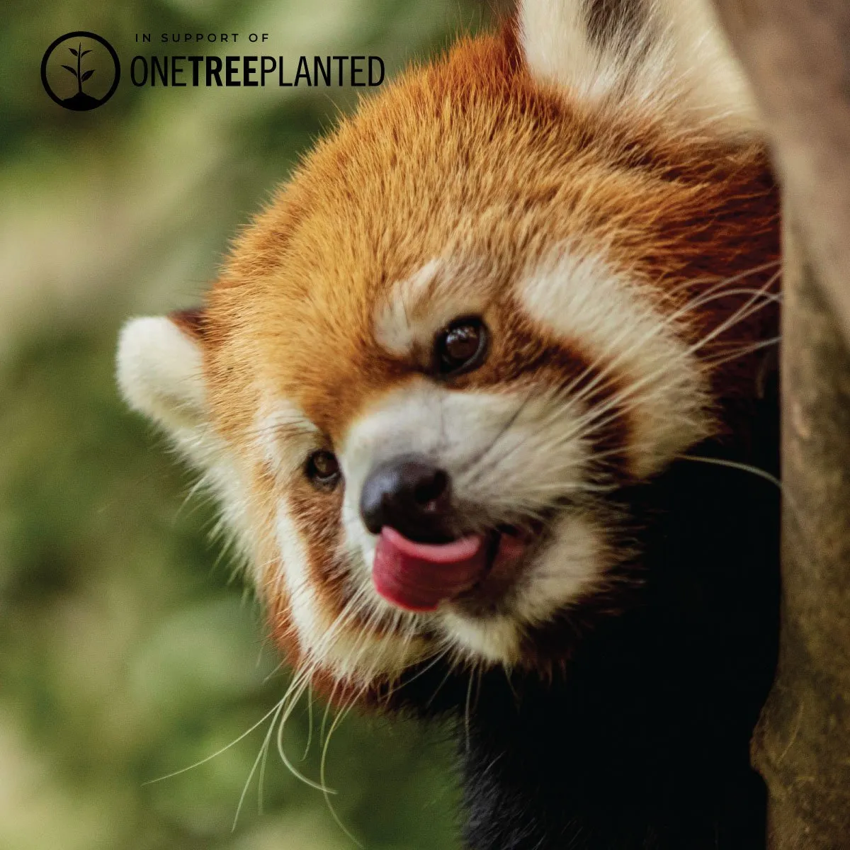 Red Panda Links | Mini Kismet Bracelet | Red x Silver
