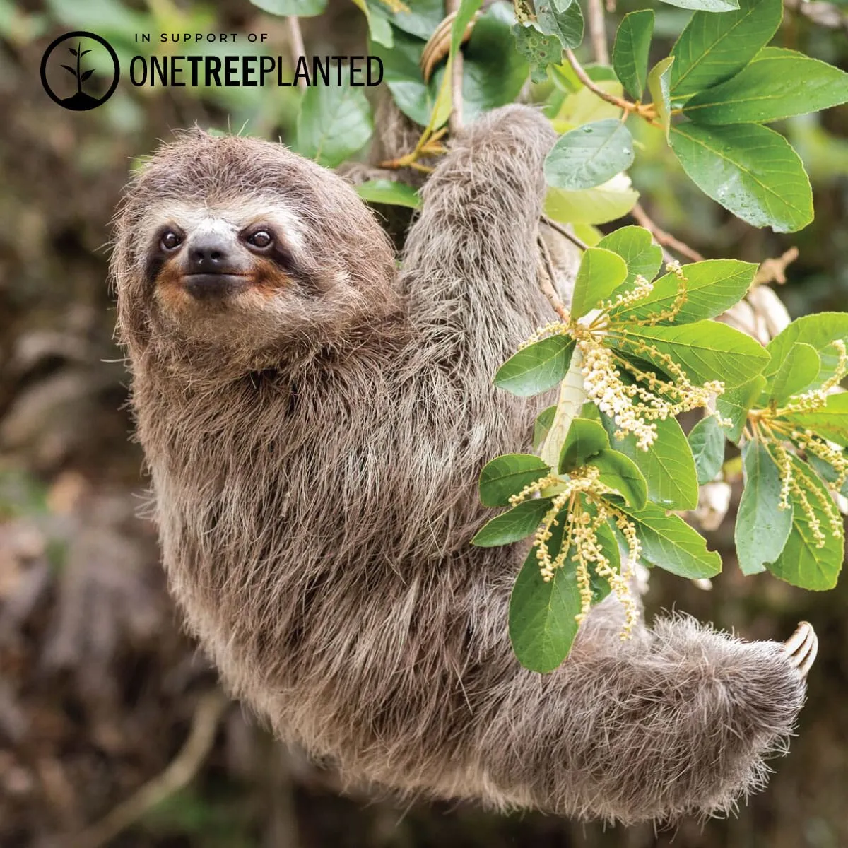 Tree Sloth Links | Mini Kismet Bracelet | White x Rose Gold